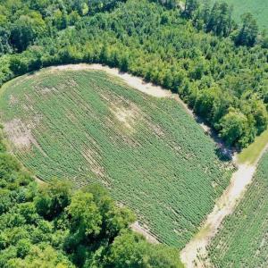 Photo #9 of SOLD property in Off Hwy 903, Scotland Neck, NC 26.7 acres