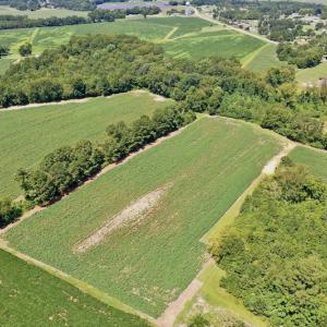 Photo #13 of SOLD property in Off Hwy 903, Scotland Neck, NC 26.7 acres