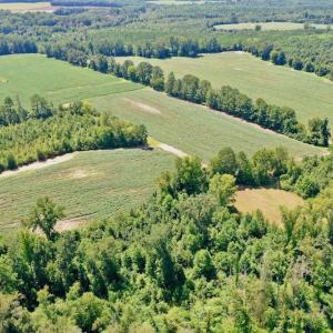 Photo #17 of SOLD property in Off Hwy 903, Scotland Neck, NC 26.7 acres