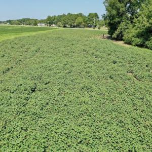 Photo #23 of SOLD property in Off Hwy 903, Scotland Neck, NC 26.7 acres