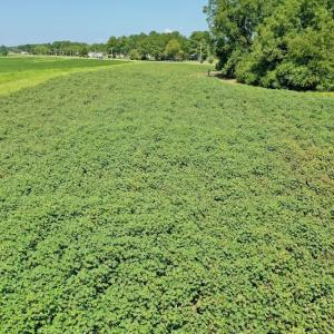 Photo #24 of SOLD property in Off Hwy 903, Scotland Neck, NC 26.7 acres