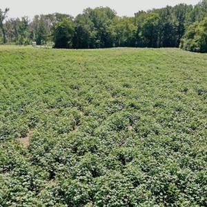 Photo #25 of SOLD property in Off Hwy 903, Scotland Neck, NC 26.7 acres