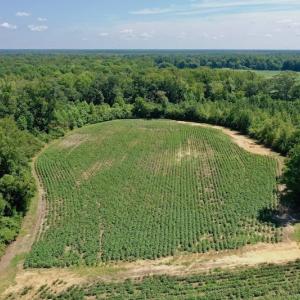 Photo #26 of SOLD property in Off Hwy 903, Scotland Neck, NC 26.7 acres