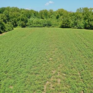 Photo #27 of SOLD property in Off Hwy 903, Scotland Neck, NC 26.7 acres