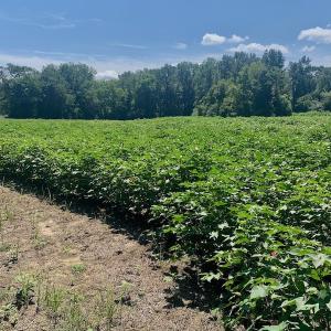 Photo #28 of SOLD property in Off Hwy 903, Scotland Neck, NC 26.7 acres