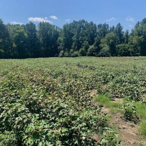 Photo #30 of SOLD property in Off Hwy 903, Scotland Neck, NC 26.7 acres