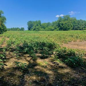 Photo #32 of SOLD property in Off Hwy 903, Scotland Neck, NC 26.7 acres