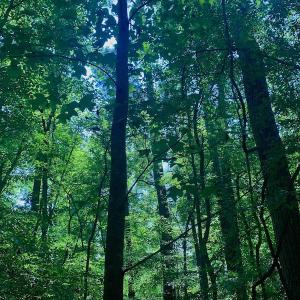 Photo #33 of SOLD property in Off Hwy 903, Scotland Neck, NC 26.7 acres