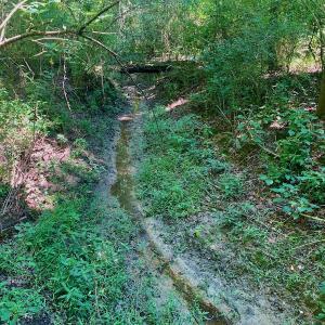 Photo #34 of SOLD property in Off Hwy 903, Scotland Neck, NC 26.7 acres
