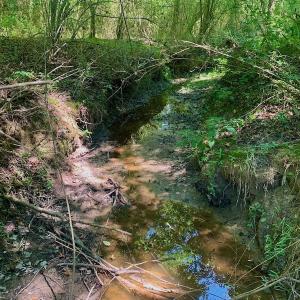 Photo #35 of SOLD property in Off Hwy 903, Scotland Neck, NC 26.7 acres
