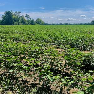Photo #37 of SOLD property in Off Hwy 903, Scotland Neck, NC 26.7 acres