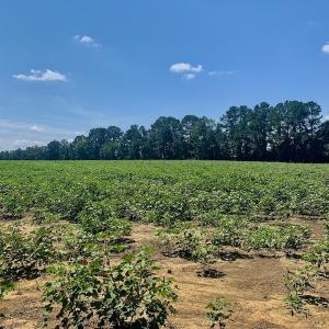 Photo #40 of SOLD property in Off Hwy 903, Scotland Neck, NC 26.7 acres