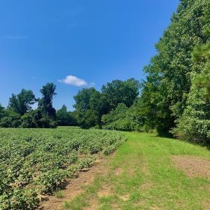 Photo #41 of SOLD property in Off Hwy 903, Scotland Neck, NC 26.7 acres
