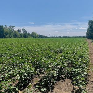 Photo #42 of SOLD property in Off Hwy 903, Scotland Neck, NC 26.7 acres