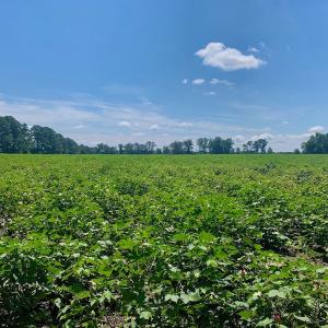 Photo #43 of SOLD property in Off Hwy 903, Scotland Neck, NC 26.7 acres