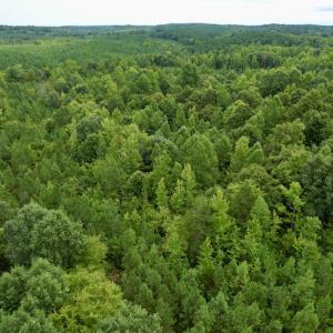 Photo #37 of SOLD property in 2000 Watts Trail, Virgilina, VA 107.9 acres