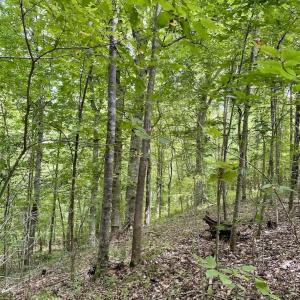 Photo #38 of SOLD property in 2000 Watts Trail, Virgilina, VA 107.9 acres