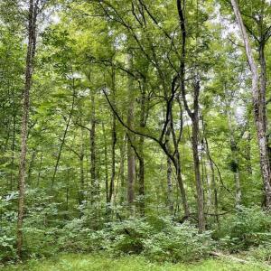 Photo #42 of SOLD property in 2000 Watts Trail, Virgilina, VA 107.9 acres
