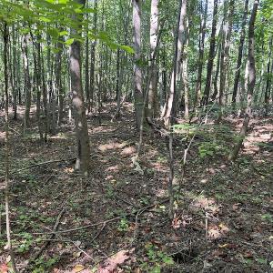 Photo #10 of SOLD property in Off Old Gaston Road, Gaston, NC 10.0 acres