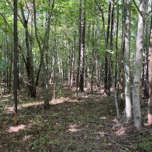 Photo #11 of SOLD property in Off Old Gaston Road, Gaston, NC 10.0 acres