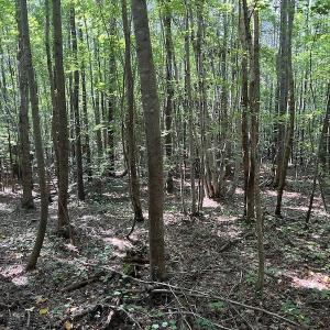 Photo #12 of SOLD property in Off Old Gaston Road, Gaston, NC 10.0 acres