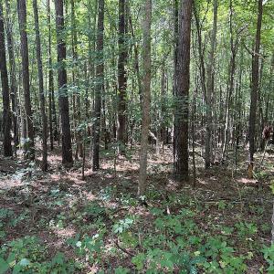 Photo #13 of SOLD property in Off Old Gaston Road, Gaston, NC 10.0 acres