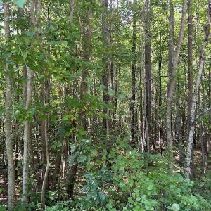 Photo #14 of SOLD property in Off Old Gaston Road, Gaston, NC 10.0 acres