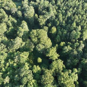 Photo #9 of SOLD property in Off Old Gaston Road, Gaston, NC 10.0 acres