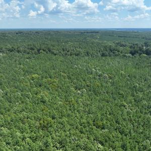 Photo #4 of SOLD property in Off Old Gaston Road, Gaston, NC 10.0 acres