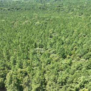 Photo #8 of SOLD property in Off Old Gaston Road, Gaston, NC 10.0 acres
