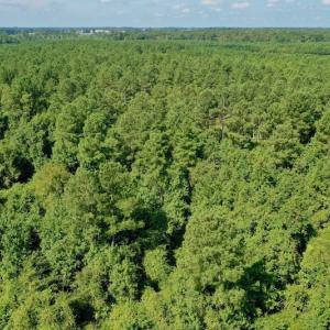 Photo #30 of SOLD property in Off Vandiford Thomas Road, Snow Hill, NC 60.8 acres