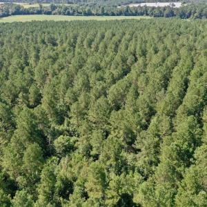 Photo #34 of SOLD property in Off Vandiford Thomas Road, Snow Hill, NC 60.8 acres