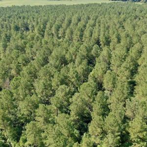 Photo #35 of SOLD property in Off Vandiford Thomas Road, Snow Hill, NC 60.8 acres