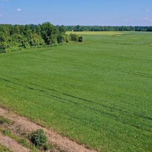 Photo #37 of SOLD property in Off Vandiford Thomas Road, Snow Hill, NC 60.8 acres
