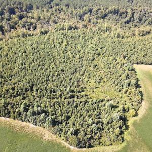 Photo #5 of SOLD property in Off White Oak Drive, Spring Grove, VA 85.0 acres