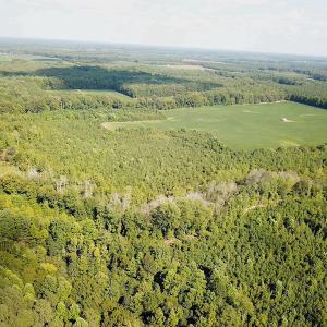 Photo #8 of SOLD property in Off White Oak Drive, Spring Grove, VA 85.0 acres