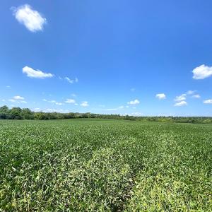 Photo #14 of SOLD property in Off White Oak Drive, Spring Grove, VA 85.0 acres