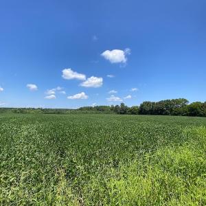 Photo #15 of SOLD property in Off White Oak Drive, Spring Grove, VA 85.0 acres