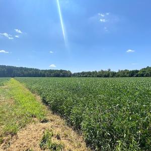 Photo #16 of SOLD property in Off White Oak Drive, Spring Grove, VA 85.0 acres