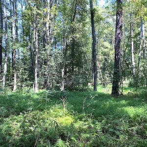 Photo #9 of SOLD property in Off Laurel Springs Road, Spring Grove, VA 27.0 acres
