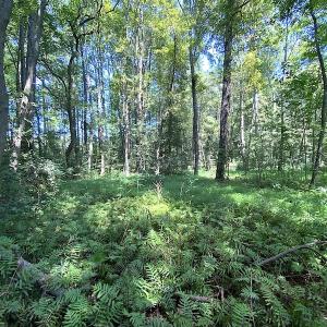 Photo #10 of SOLD property in Off Laurel Springs Road, Spring Grove, VA 27.0 acres
