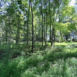 Photo #11 of SOLD property in Off Laurel Springs Road, Spring Grove, VA 27.0 acres