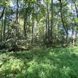 Photo #12 of SOLD property in Off Laurel Springs Road, Spring Grove, VA 27.0 acres
