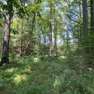 Photo #13 of SOLD property in Off Laurel Springs Road, Spring Grove, VA 27.0 acres