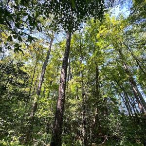 Photo #14 of SOLD property in Off Laurel Springs Road, Spring Grove, VA 27.0 acres
