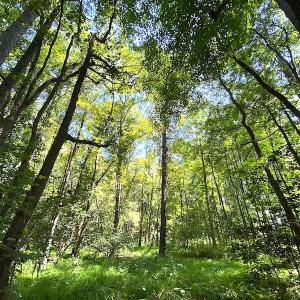 Photo #15 of SOLD property in Off Laurel Springs Road, Spring Grove, VA 27.0 acres