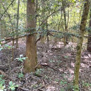 Photo #17 of SOLD property in Off Laurel Springs Road, Spring Grove, VA 27.0 acres