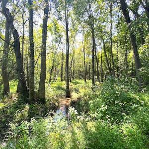 Photo #18 of SOLD property in Off Laurel Springs Road, Spring Grove, VA 27.0 acres
