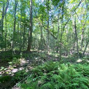 Photo #19 of SOLD property in Off Laurel Springs Road, Spring Grove, VA 27.0 acres