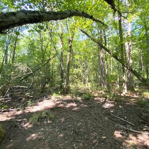 Photo #20 of SOLD property in Off Laurel Springs Road, Spring Grove, VA 27.0 acres